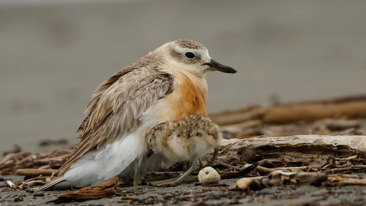 Photo of an endangered dotterel and chick on a nest on driftwood and sand.