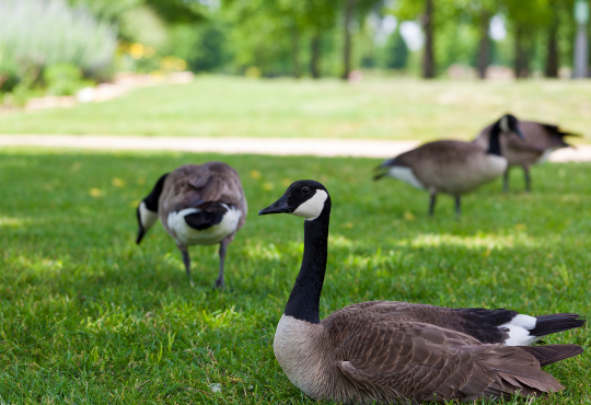 Canadian geese on the grass in a reserve.