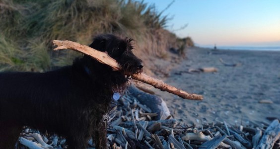 Happy dog with a stick in its mouth, playing on a beach in Kāpiti.