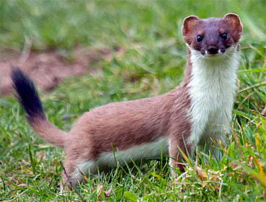 Stoat in the grass