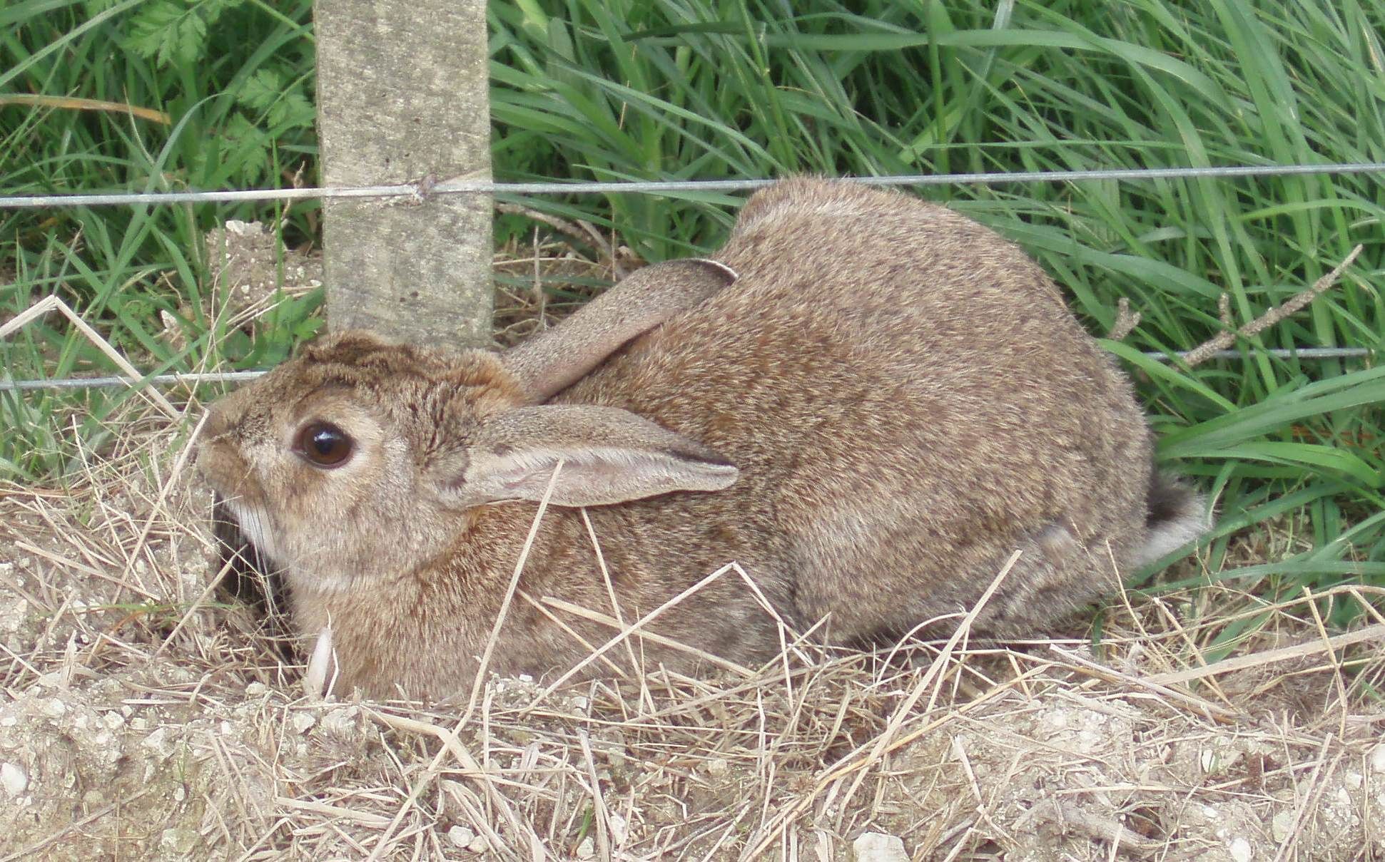 A rabbit sitting in straw and grass beside a wire fence