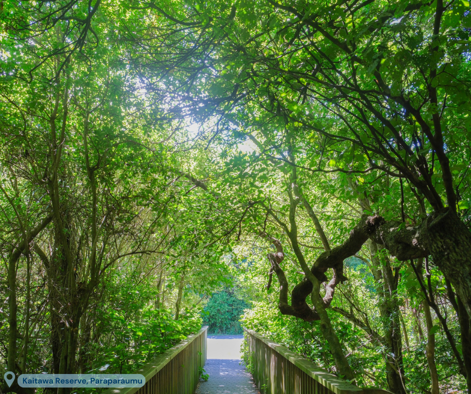 Explore the trails at Kaitawa Reserve, Paraparaumu