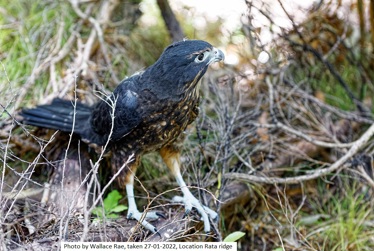 Kāpiti Coast Heritage Fund open for applications