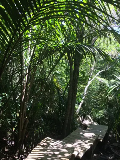 Barry Hadfield Nikau Reserve