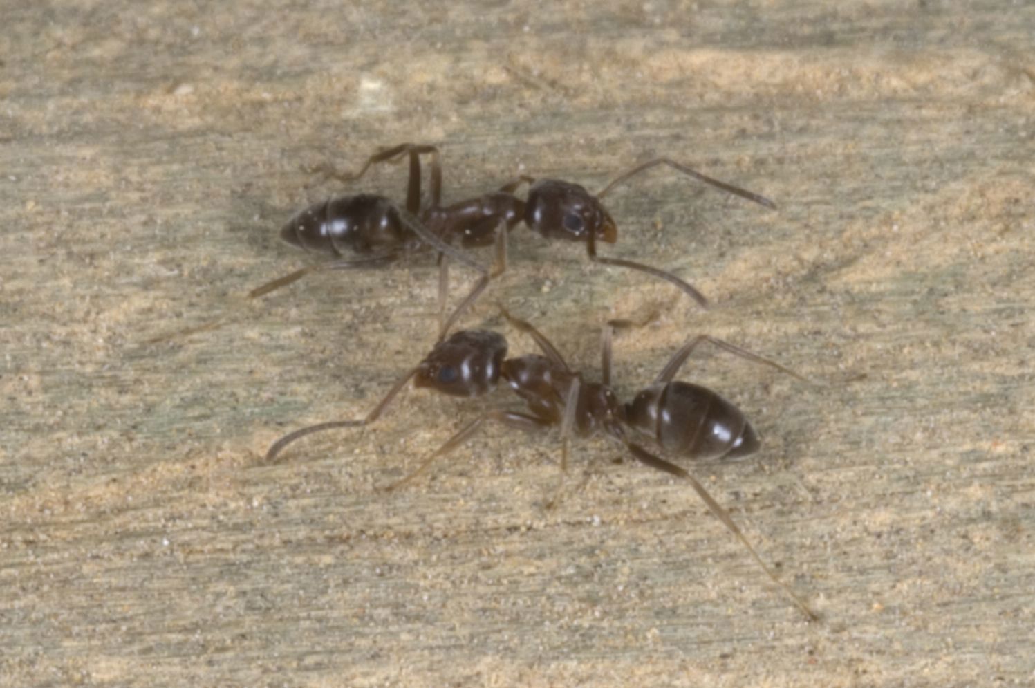 Close up of two Argentine ants on wood.