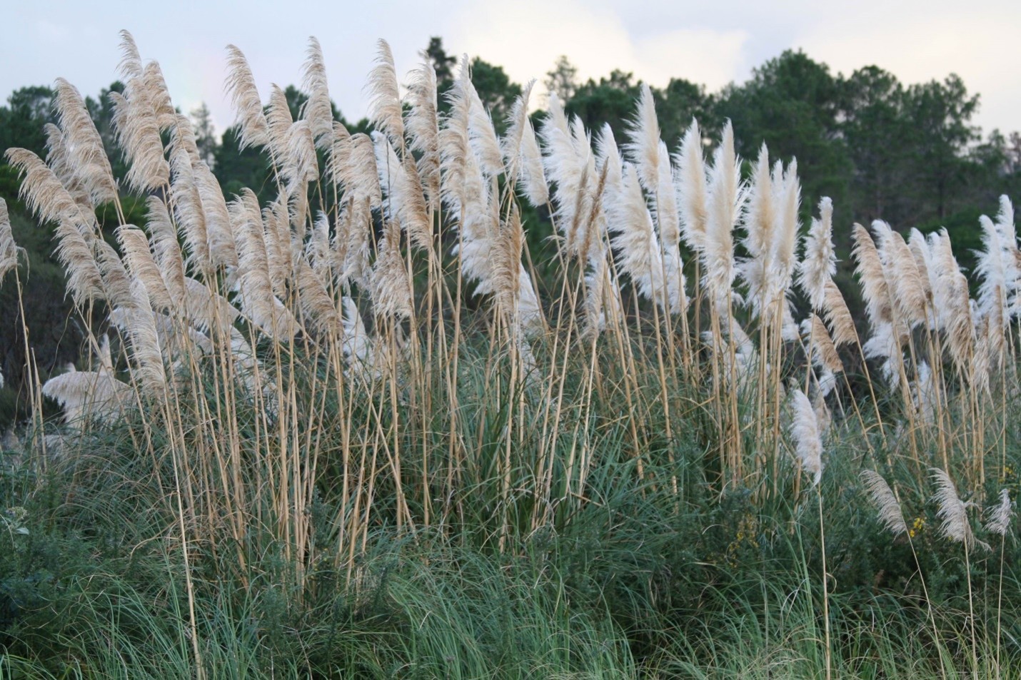 Pampa grass