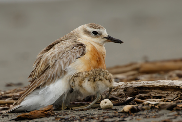 Why we want to keep our feathered friends safe