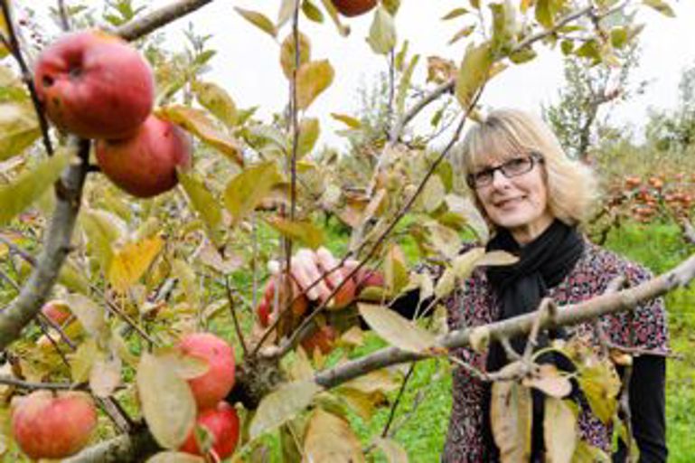 Picking fruit in an apple orchard