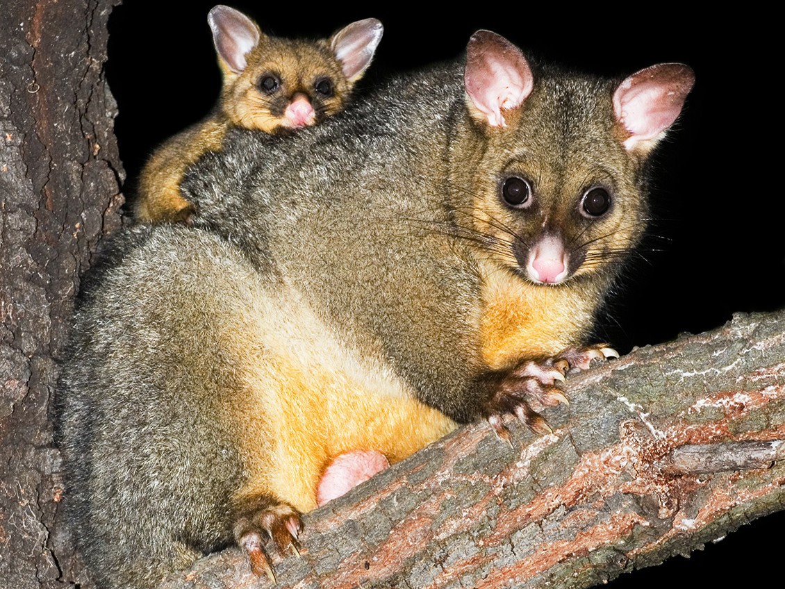 A mother and baby possum in a tree at night.