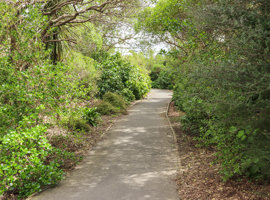 Kotuku Park walk