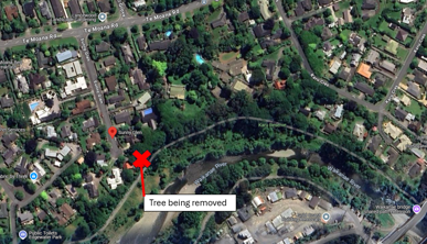 X marks the spot where the tree is being removed on an aerial map view