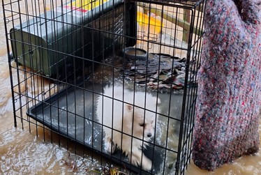 Kāpiti council staff rescue puppy, horses, sheep from floodwaters